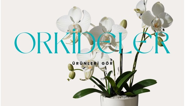 orkideler